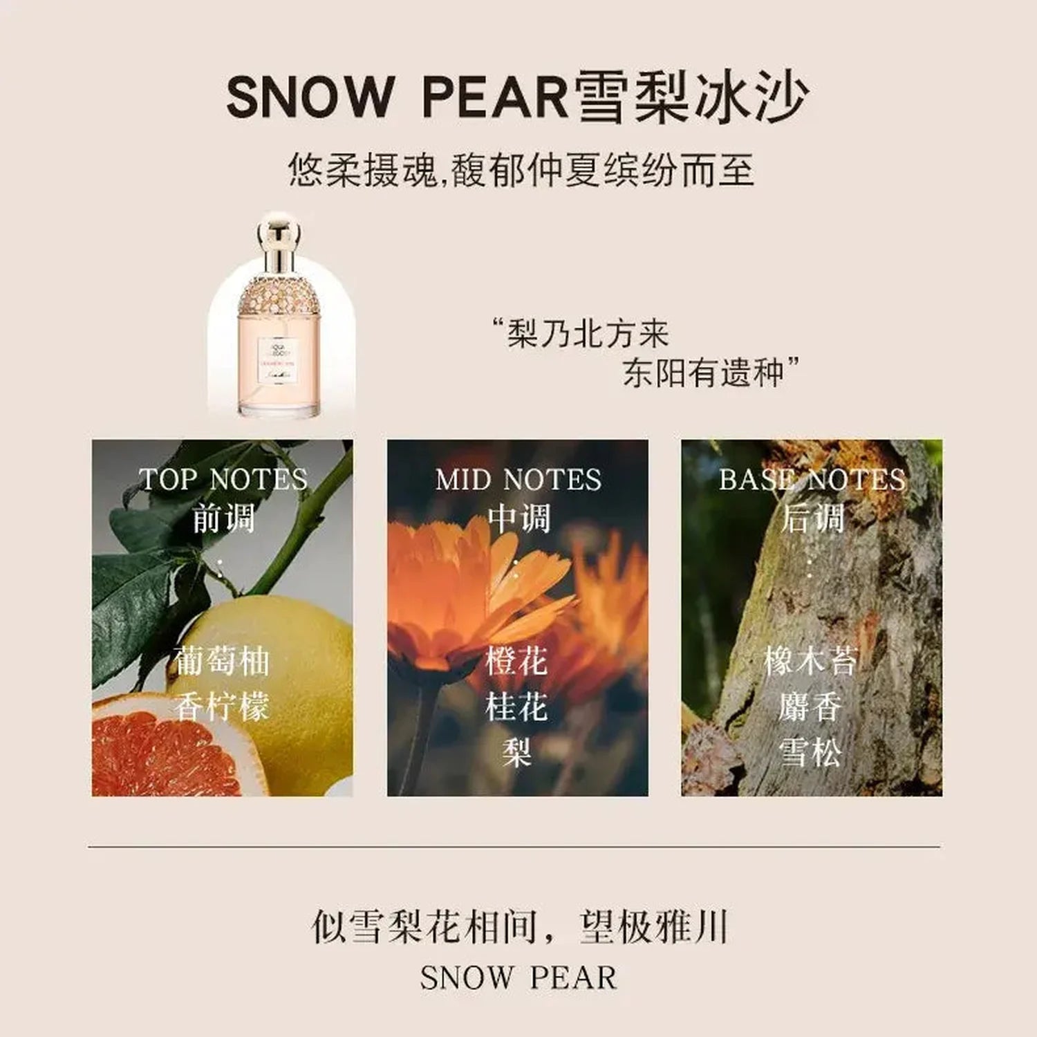 Purity Nature Eau De Toilette Varporisateur 100ML Rose Mint Cherry Dance Long-lasting Floral Fragrance Perfume